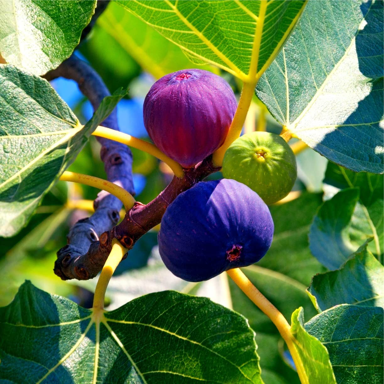 [Ficus carica]